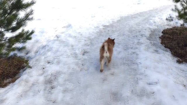 Гуляем со щенкам смотреть онлайн