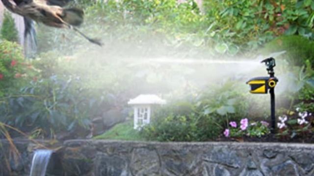 Top 5 Best Motion Activated Sprinklers In 2024 смотреть онлайн