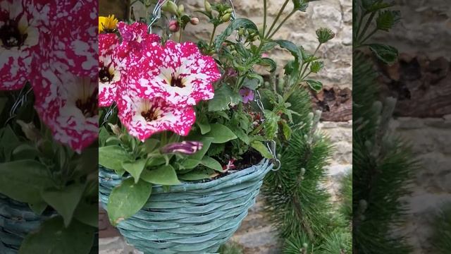 Петунья Ночное Небо Красная #спасибозапросмотр #спасибозавашилайки #подписывайтесь #садоводство #са смотреть онлайн