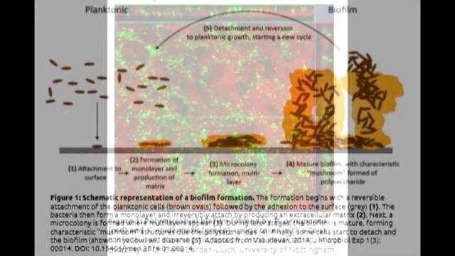 EGCG Explained : What it is and Where it comes from смотреть онлайн