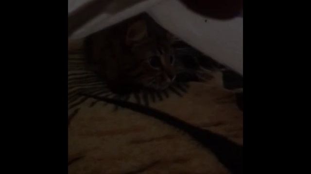 КОШКА ВКЛЮЧАЕТ ФОНАРИ, ОСТОРОЖНО! АНАТОЛИЙ РАЛО. смотреть онлайн