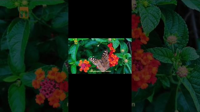 Jenis-jenis kupu-kupu,pola dan ciri khasnya.#kupukupu #menawan #indah #jenis#serangga #buterfly смотреть онлайн