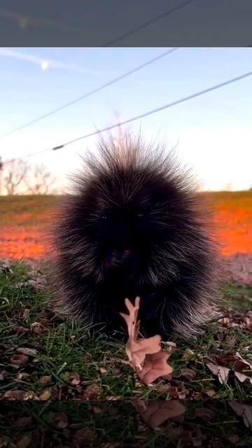 Детеныш Дикобраза смотреть онлайн