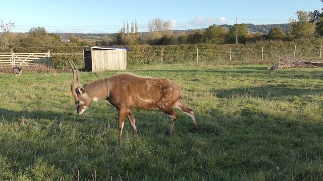 Sitatunga, Axe Valley Wildlife Park (28th October 2018) смотреть онлайн