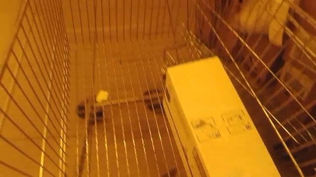 Служебная коляска в магазине Билла (НЛО не трогать) смотреть онлайн