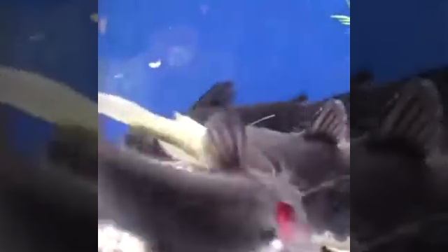 Милый сомик смотреть онлайн