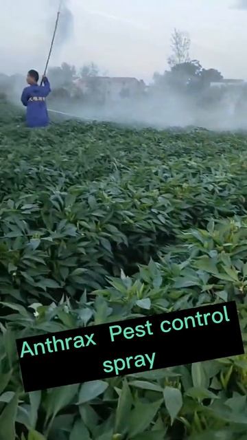 Chili Farming Techniques #satisfying #short смотреть онлайн
