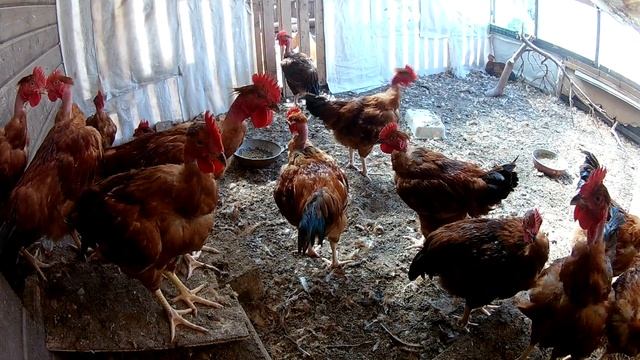 Петушки Голошейка красная 3 месяца смотреть онлайн