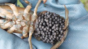 Выращиваю раков с икры — это проще, чем кажется!