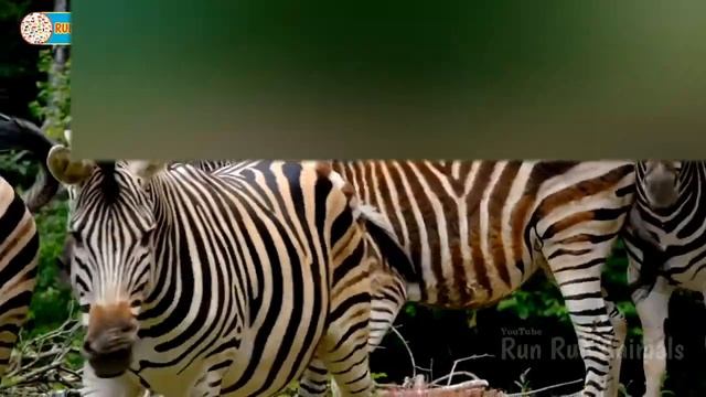 Animal sounds in the zoo : tapir, wolf, lion, elephant, giraffe : Animal video смотреть онлайн