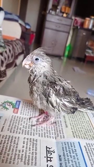 what my pet was named after (part 2) смотреть онлайн
