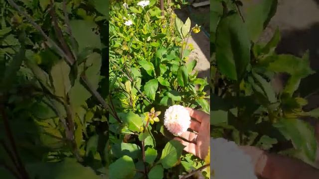 моя жизнь-- цветы!!! смотреть онлайн