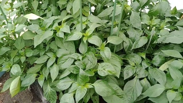 Брызгаю Завязью смотреть онлайн