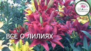 ЛИЛИИ: ПОСАДКА, ВИДЫ, УХОД