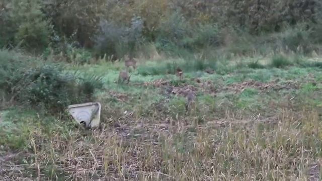 veados no pian medoc смотреть онлайн
