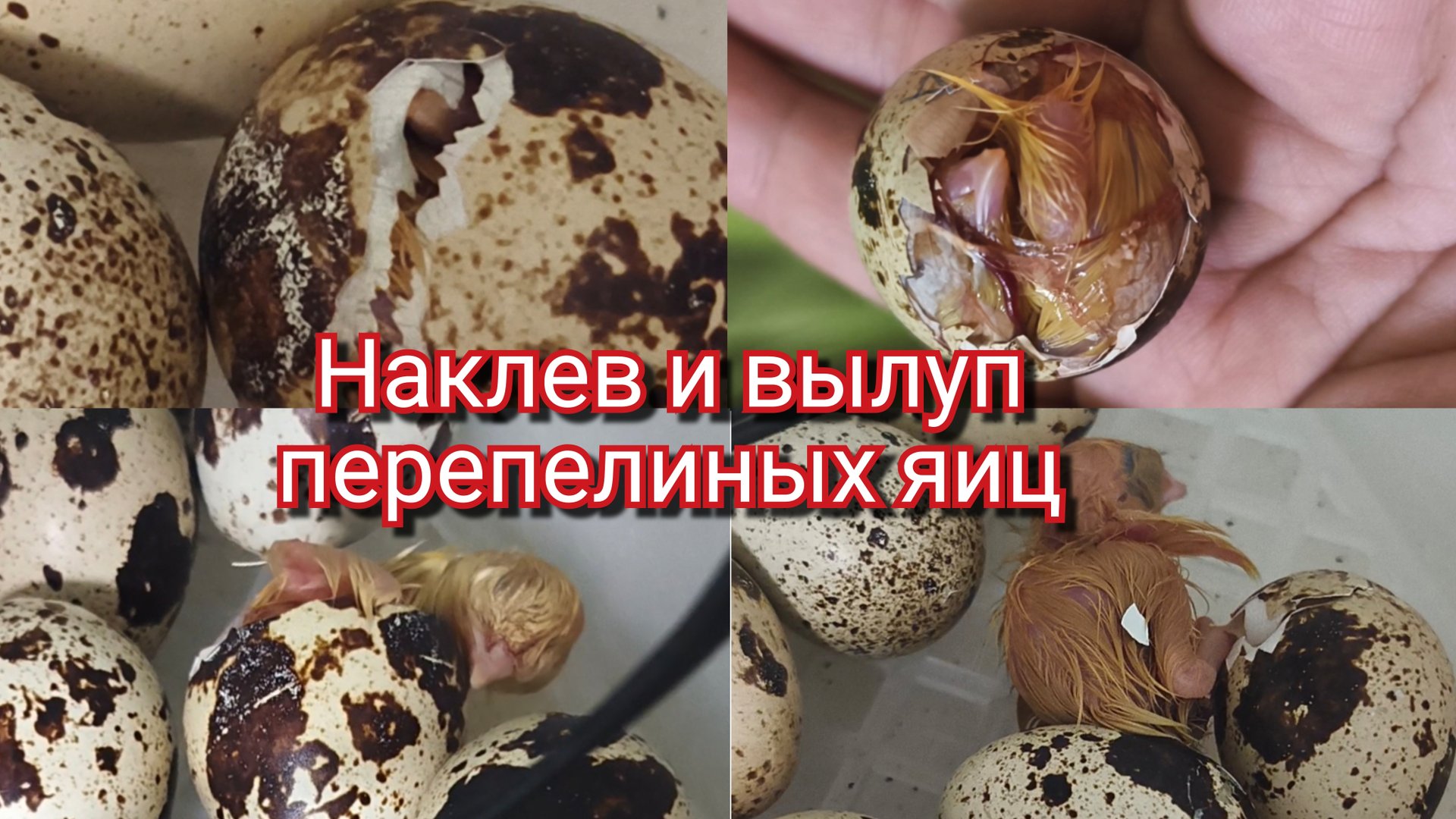Наклев и вылуп перепелиных яиц смотреть онлайн