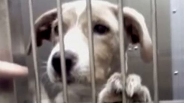 Девушка пришла в приют и выбрала самого уродливого пса, от которого все отказались! смотреть онлайн