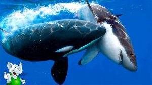 Касатка Разрывает Акулу. ПРОСТО ЖЕСТЬ!