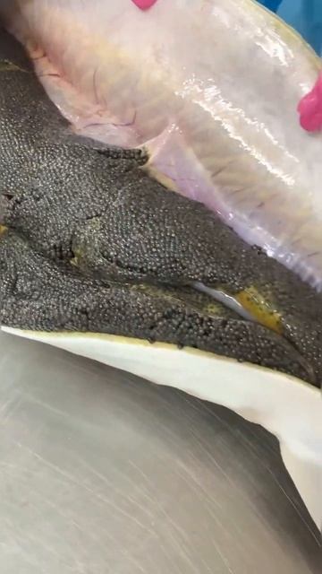 Чёрная икра! Полная рыба икры! #shorts #short #shortvideo #fishing ￼ смотреть онлайн