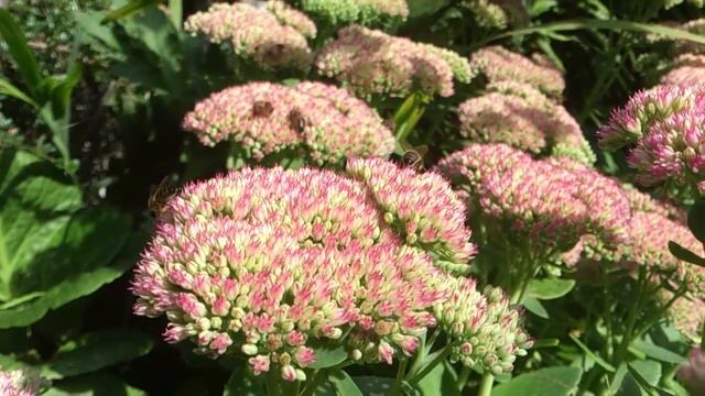 Bees Feeding on Sedum смотреть онлайн