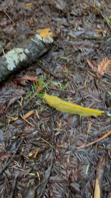 Banana slug in the Redwoods #california #mendocino #forest #hiking смотреть онлайн