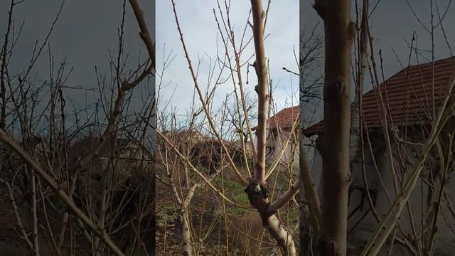 обрезка персика просто смотреть онлайн