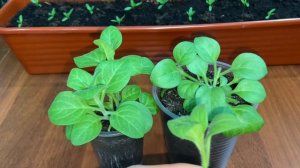 Черенкую петунию тайдал. Простой и эффективный способ.