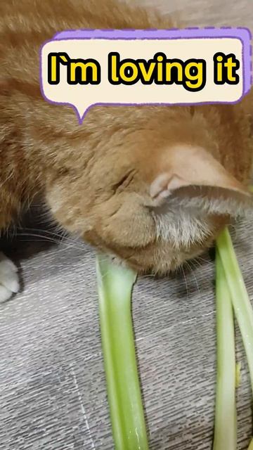 Green Cream Soup with Spinach & Celery/Зелений крем-суп зі шпинатом та селерою смотреть онлайн