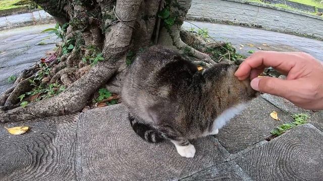 雨上がりの公園、木陰で雨宿りしていた野良猫をナデナデする смотреть онлайн
