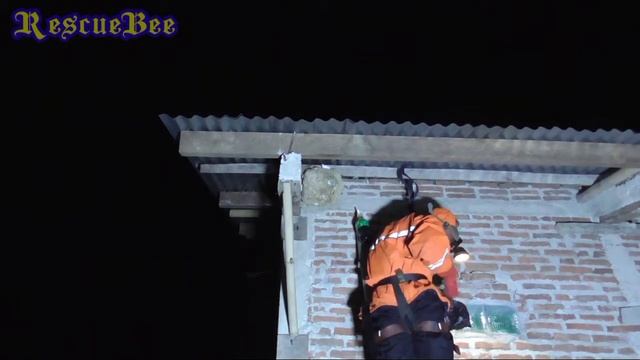 Eksekusi vespa affinis tanpa di bakar||Dekati, Tutup, Semprot, Bungkusss... смотреть онлайн