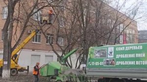 Спил деревьев