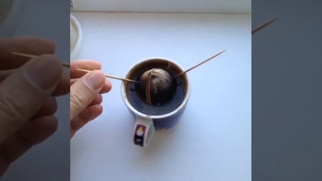 Как вырастить авокадо / ЖОПКОЙ вниз / Хобби Шоппера / How to Plant an Avocado Tree смотреть онлайн
