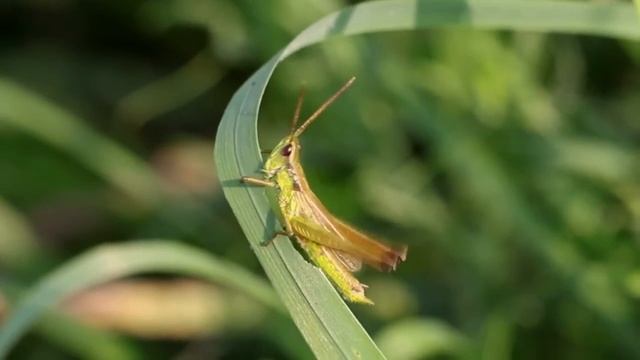 Chrysochraon dispar; Kuldtirts смотреть онлайн
