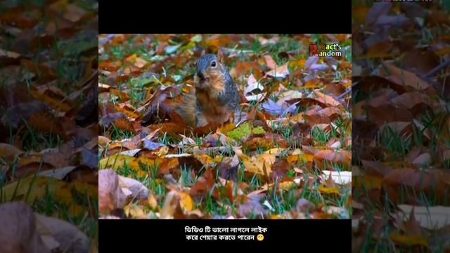 Random Facts | কাঠবিড়ালি যে কতটা বুদ্ধিমান তা এই ভিডিও টি দেখলে বুঝতে পারবেন | #shortvideo смотреть онлайн
