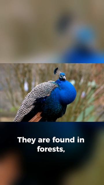 Peacock documentary shorts 😍🦚 #animal #peacock смотреть онлайн