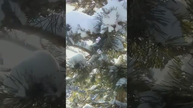 📹 Солнышко проглядывает сквозь лапы сосны... (и далее по сюжету.) смотреть онлайн