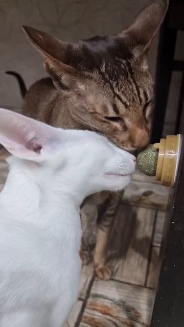 кошачья мята 😉😉 смотреть онлайн