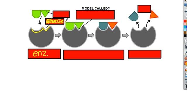 Final Exam Enzymes смотреть онлайн