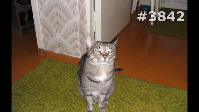 #3842. Животные (В мире животных) смотреть онлайн
