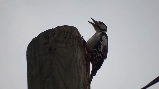 Spotted woodpecker, August 2021 смотреть онлайн
