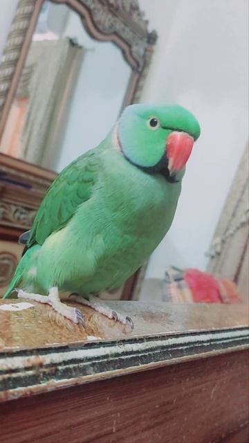 So cute Green parrot #viral #ringneck #shorts смотреть онлайн