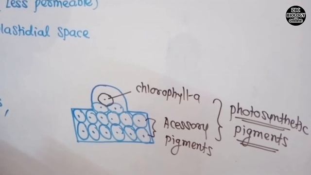 Chloroplast | Plastids | Photosynthesis in higher plants | Class 11 | NCERT | Hin-Eng | Kishor Sir смотреть онлайн