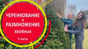 Черенкование и размножение хвойных 2 часть
