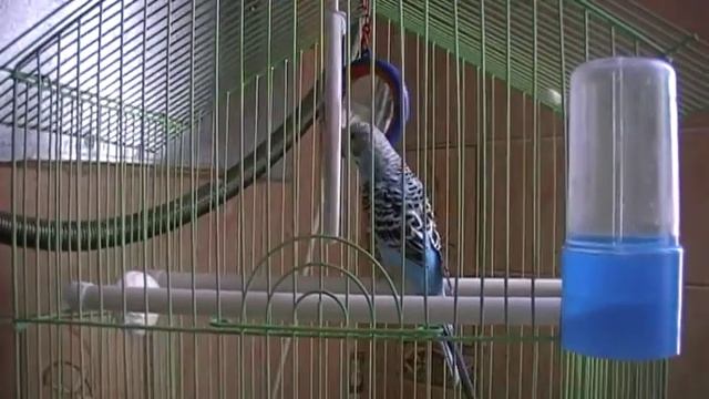 волнистый попугай смотреть онлайн