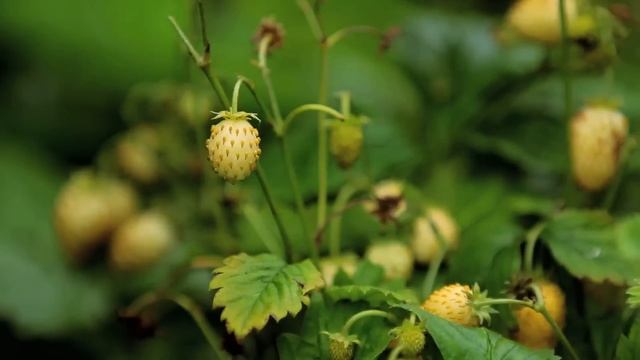 James Wong's Exotic Fruit for UK gardens! - Homegrown Revolution смотреть онлайн