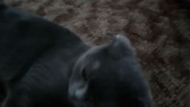 Голос кошки и я смотреть онлайн