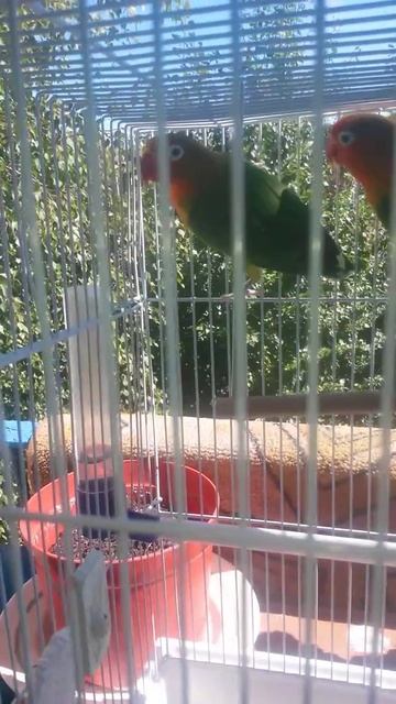 Попугаи поют смотреть онлайн