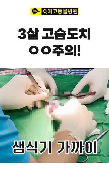 3살 고슴도치가 자주 걸리는 질병? #고슴도치키우기 #고슴도치병원 #고슴도치종양 смотреть онлайн