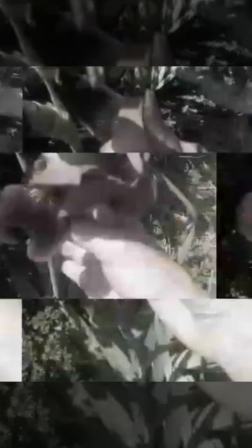 ирисы в саду уход смотреть онлайн