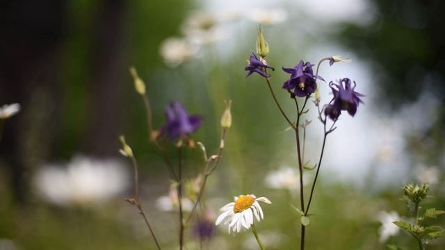 ЛЕТО Футаж 20 смотреть онлайн